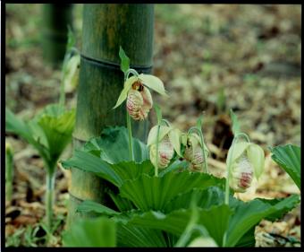 日比田のクマガイソウの花