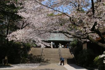 巨木に包まれた所沢神明社の写真