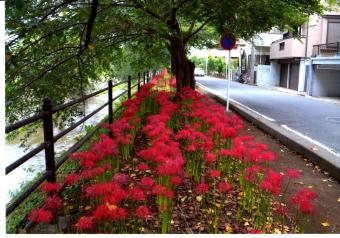 東川沿いの彼岸花