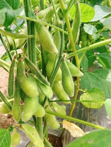 夏野菜の枝豆の写真