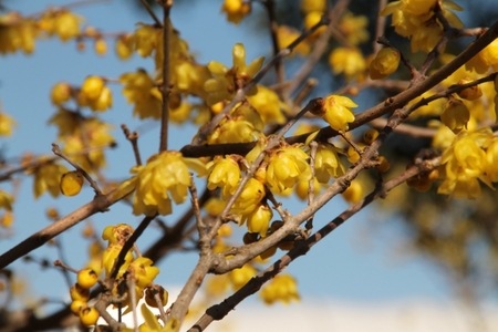 黄色い蝋梅の花の画像