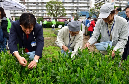 駅前の茶畑で笑顔で茶摘みをする市長と参加者の様子