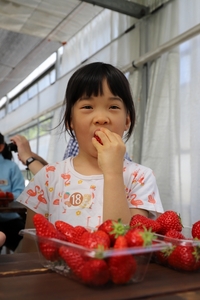 イチゴを頬張る子ども