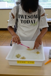 サイエンス教室では葉脈標本のしおりを作りました